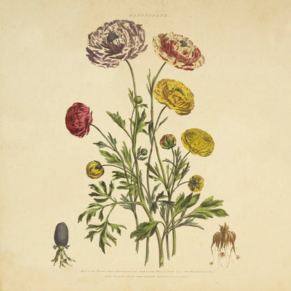 Herbed Botanical XXII Square by Wild Apple Portfolio. SKU 54172a. Archival Giclee Fine art print for wall decor.