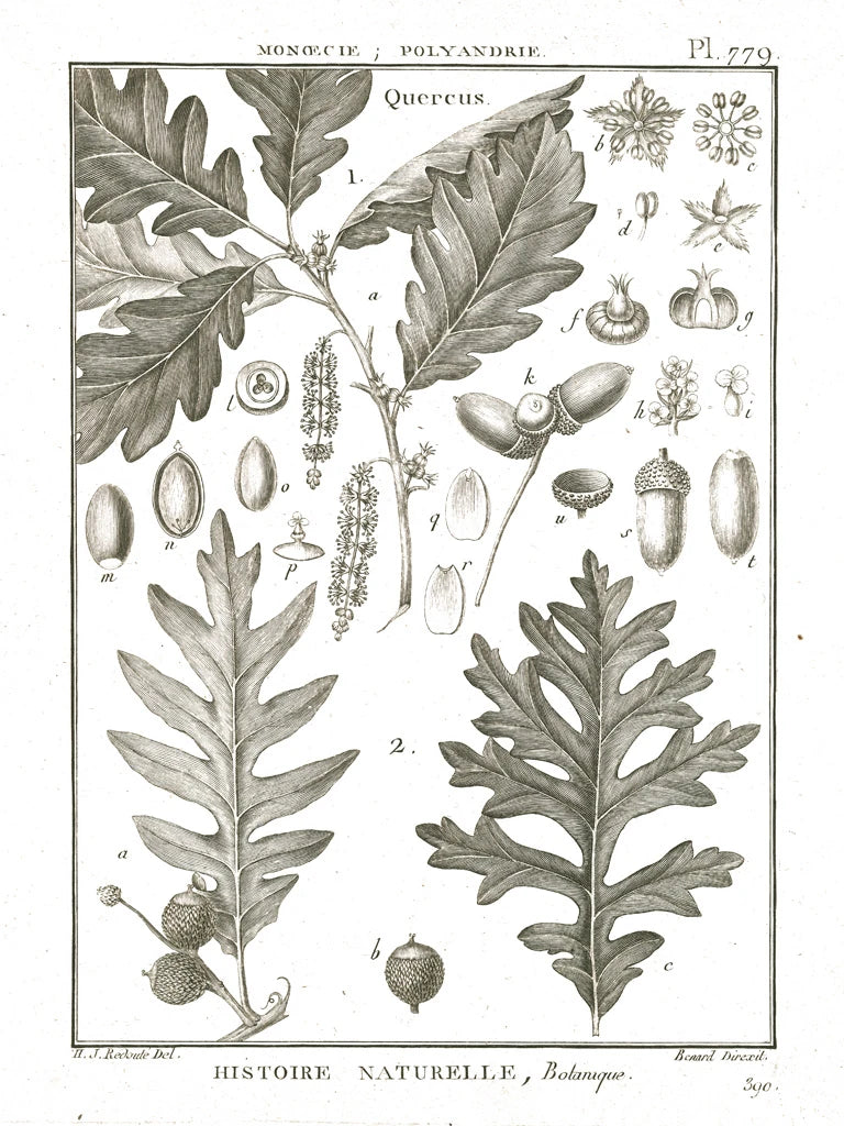 Histoire Naturelle Botanique I Light by Wild Apple Portfolio
