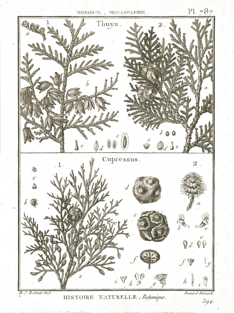 Histoire Naturelle Botanique II Light by Wild Apple Portfolio