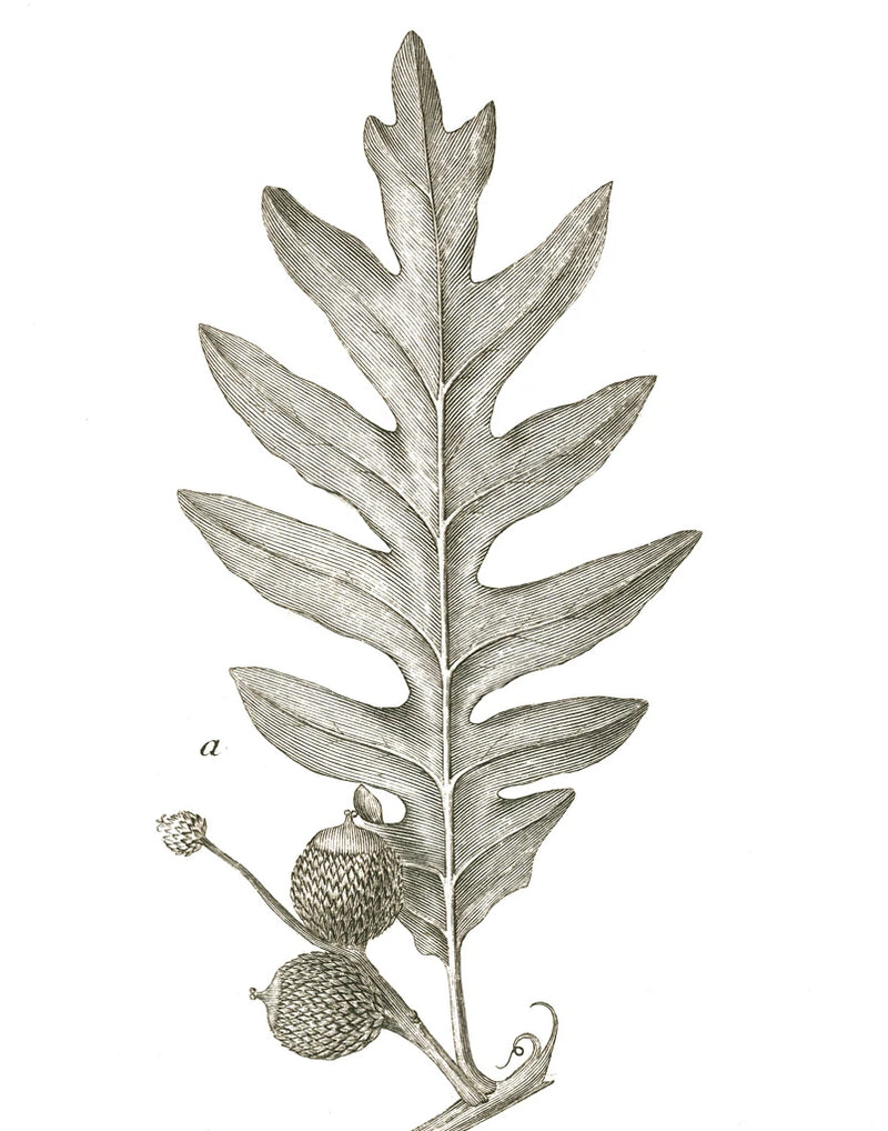Histoire Naturelle Leaves I by Wild Apple Portfolio