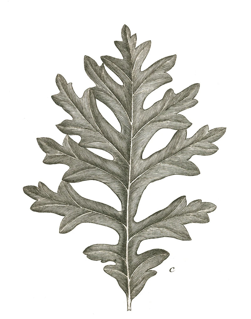 Histoire Naturelle Leaves II by Wild Apple Portfolio