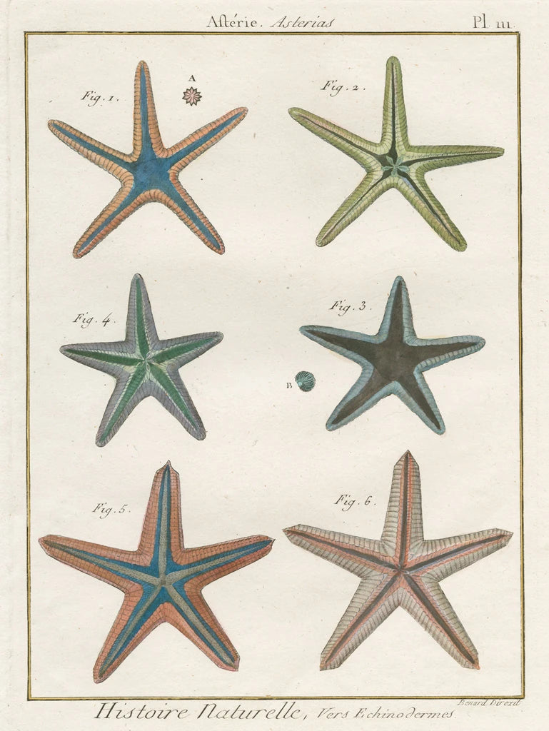 Histoire Naturelle Starfish I by Wild Apple Portfolio