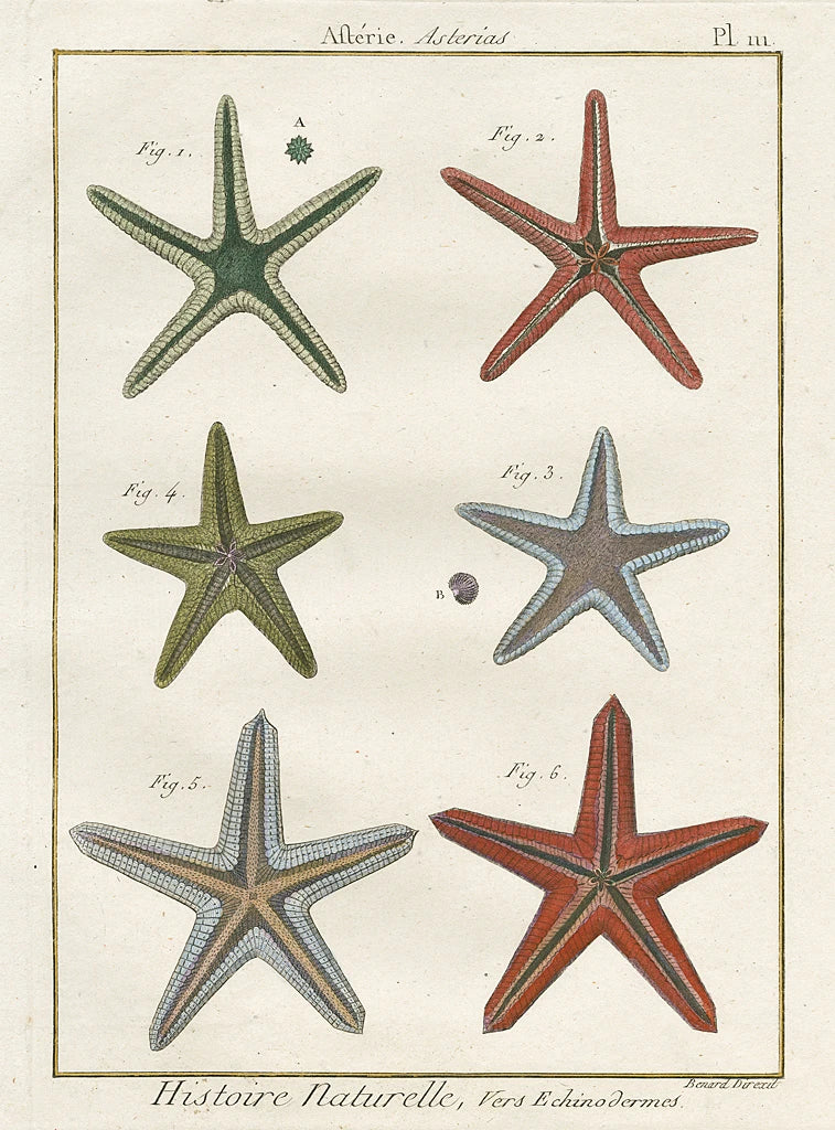Histoire Naturelle Starfish II by Wild Apple Portfolio