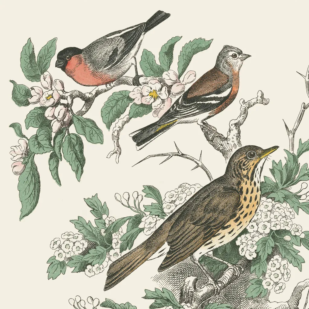 Honeybloom Bird IV by Wild Apple Portfolio. SKU 89361a. Archival Giclee Fine art print for wall decor.