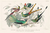 Hummingbirds Chart by Wild Apple Portfolio. SKU 74485i. Archival Giclee Fine art print for wall decor.