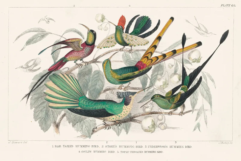 Hummingbirds Chart by Wild Apple Portfolio. SKU 74485i. Archival Giclee Fine art print for wall decor.