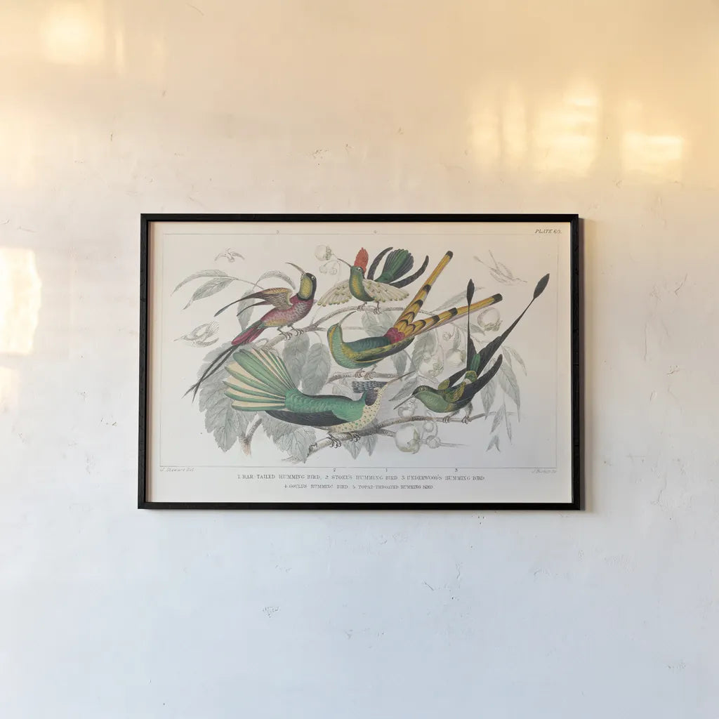 Hummingbirds Chart by Wild Apple Portfolio. shown as a paper print in a black flame. Available as a archival giclee rolled canvas, fine art paper, or poster print. SKU 74485i.