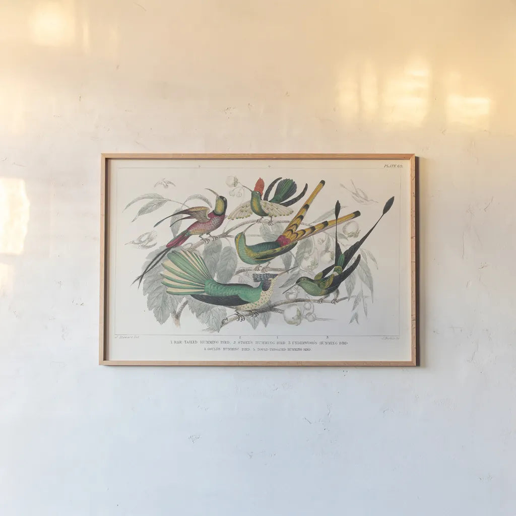 Hummingbirds Chart by Wild Apple Portfolio. shown as a paper print in a natural frame. Available as a archival giclee rolled canvas, fine art paper, or poster print. SKU 74485i.