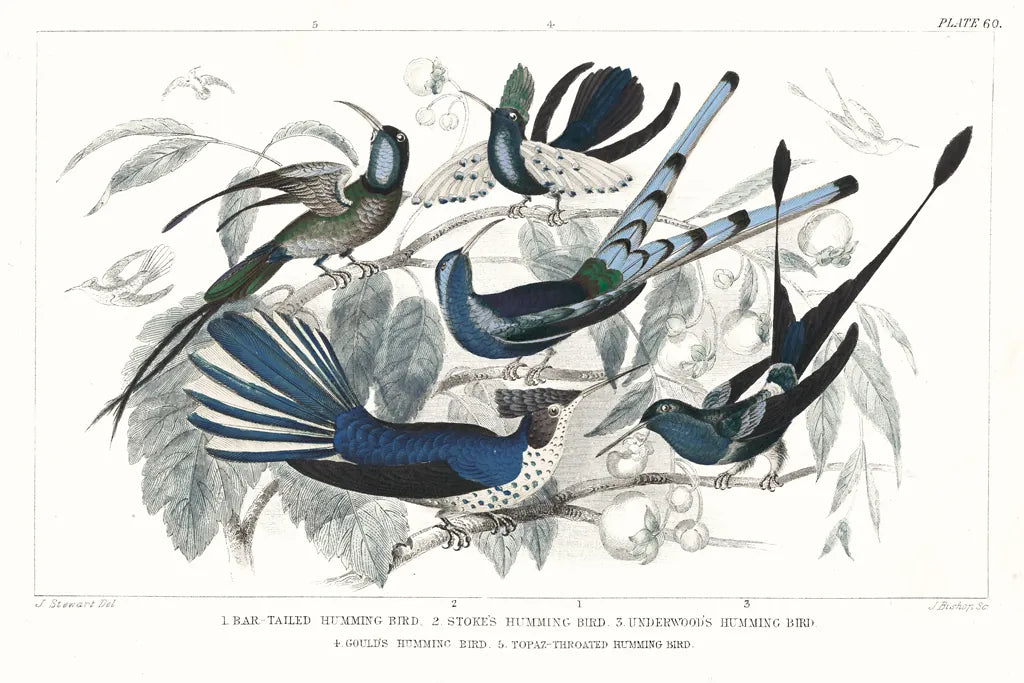 Hummingbirds Chart Providence by Wild Apple Portfolio. SKU 79438i. Archival Giclee Fine art print for wall decor.