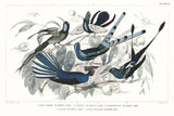 Hummingbirds Chart Providence by Wild Apple Portfolio. SKU 79438i. Archival Giclee Fine art print for wall decor.