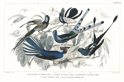 Hummingbirds Chart Providence by Wild Apple Portfolio. SKU 79438i. Archival Giclee Fine art print for wall decor.