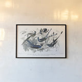 Hummingbirds Chart Providence by Wild Apple Portfolio. shown as a paper print in a black flame. Available as a archival giclee rolled canvas, fine art paper, or poster print. SKU 79438i.