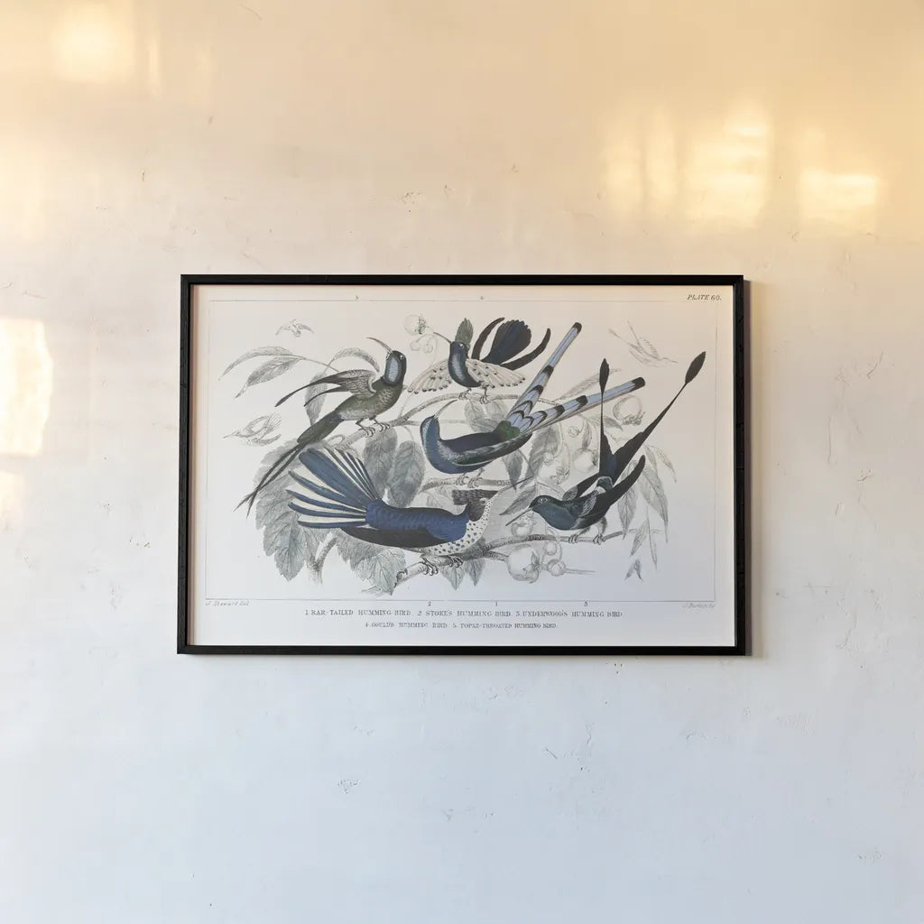 Hummingbirds Chart Providence by Wild Apple Portfolio. shown as a paper print in a black flame. Available as a archival giclee rolled canvas, fine art paper, or poster print. SKU 79438i.