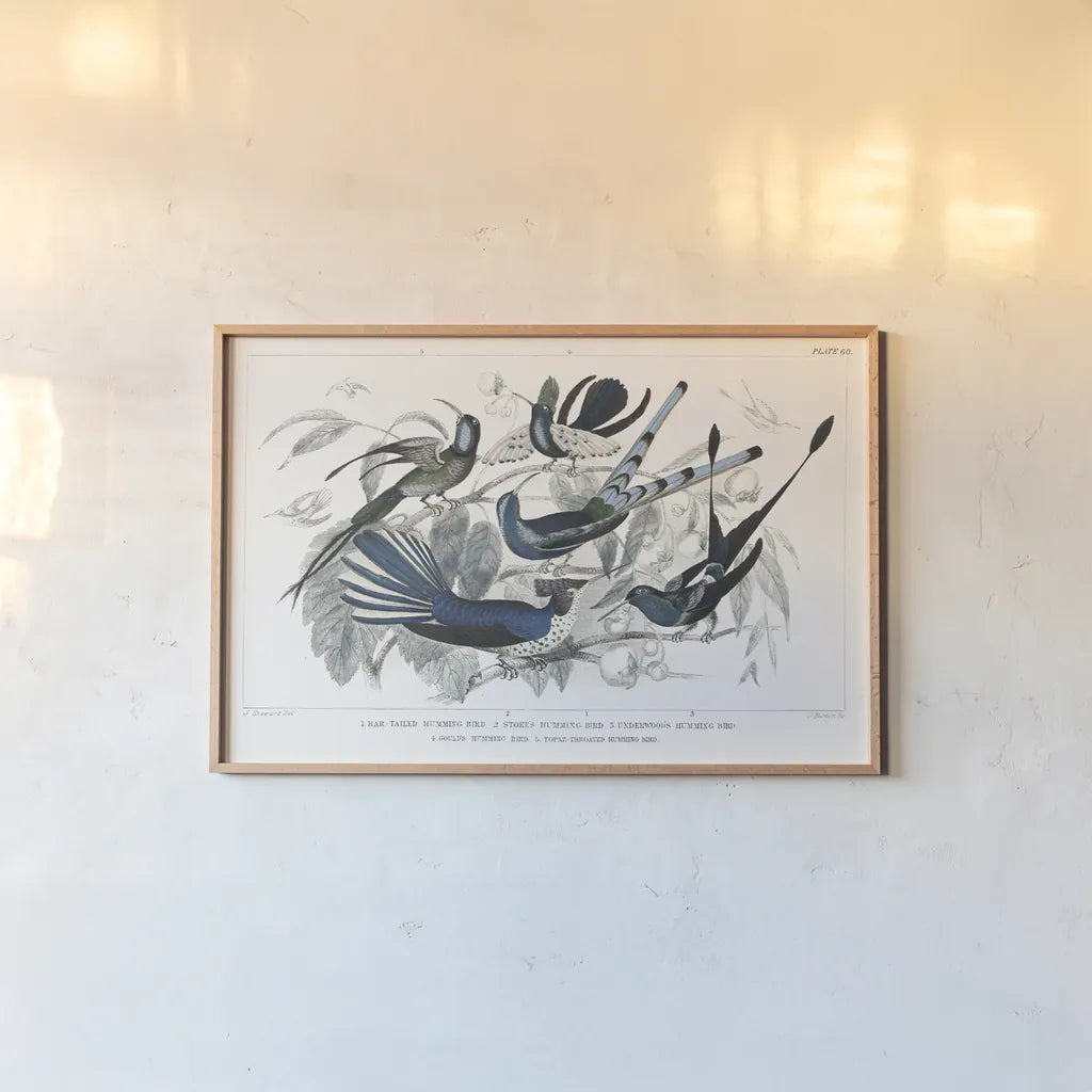 Hummingbirds Chart Providence by Wild Apple Portfolio. shown as a paper print in a natural frame. Available as a archival giclee rolled canvas, fine art paper, or poster print. SKU 79438i.