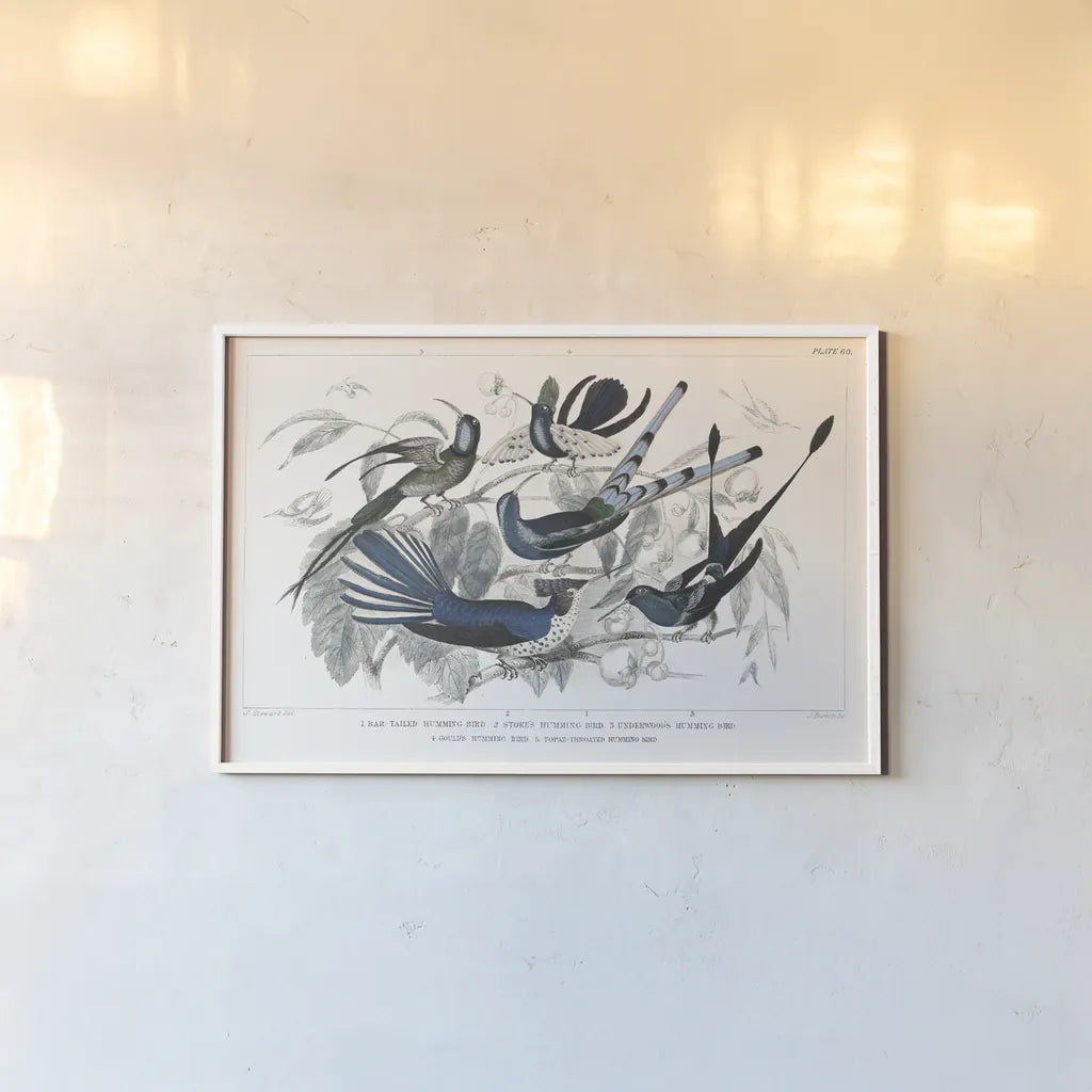 Hummingbirds Chart Providence by Wild Apple Portfolio. shown as a paper print in a white frame. Available as a archival giclee rolled canvas, fine art paper, or poster print. SKU 79438i.