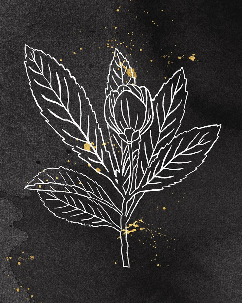 Indigo Blooms IV Black by Wild Apple Portfolio