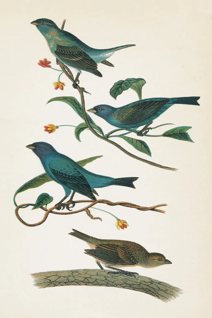 Indigo Bunting Bright by Wild Apple Portfolio. SKU 76126h. Archival Giclee Fine art print for wall decor.