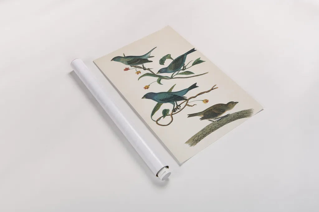 Indigo Bunting Bright by Wild Apple Portfolio. shown as a rolled paper print. Available as archival giclee rolled canvas, fine art paper, or poster print. SKU 76126h.