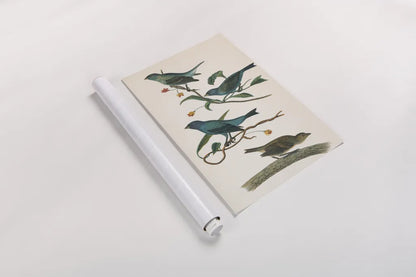 Indigo Bunting Bright by Wild Apple Portfolio. shown as a rolled paper print. Available as archival giclee rolled canvas, fine art paper, or poster print. SKU 76126h.