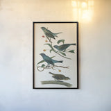 Indigo Bunting Bright by Wild Apple Portfolio. shown as a paper print in a black flame. Available as a archival giclee rolled canvas, fine art paper, or poster print. SKU 76126h.