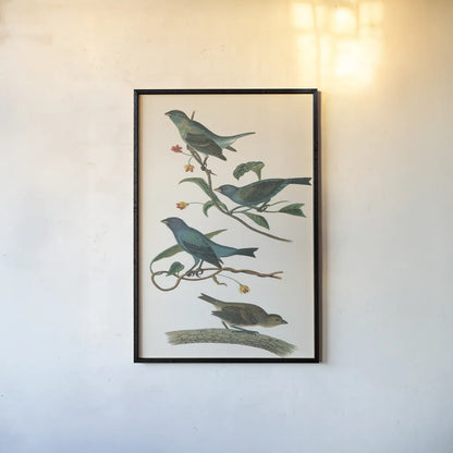 Indigo Bunting Bright by Wild Apple Portfolio. shown as a paper print in a black flame. Available as a archival giclee rolled canvas, fine art paper, or poster print. SKU 76126h.