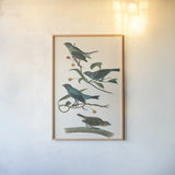 Indigo Bunting Bright by Wild Apple Portfolio. shown as a paper print in a natural frame. Available as a archival giclee rolled canvas, fine art paper, or poster print. SKU 76126h.
