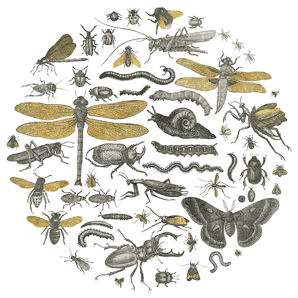 Insect Circle I by Wild Apple Portfolio. SKU 18664a. Archival Giclee Fine art print for wall decor.