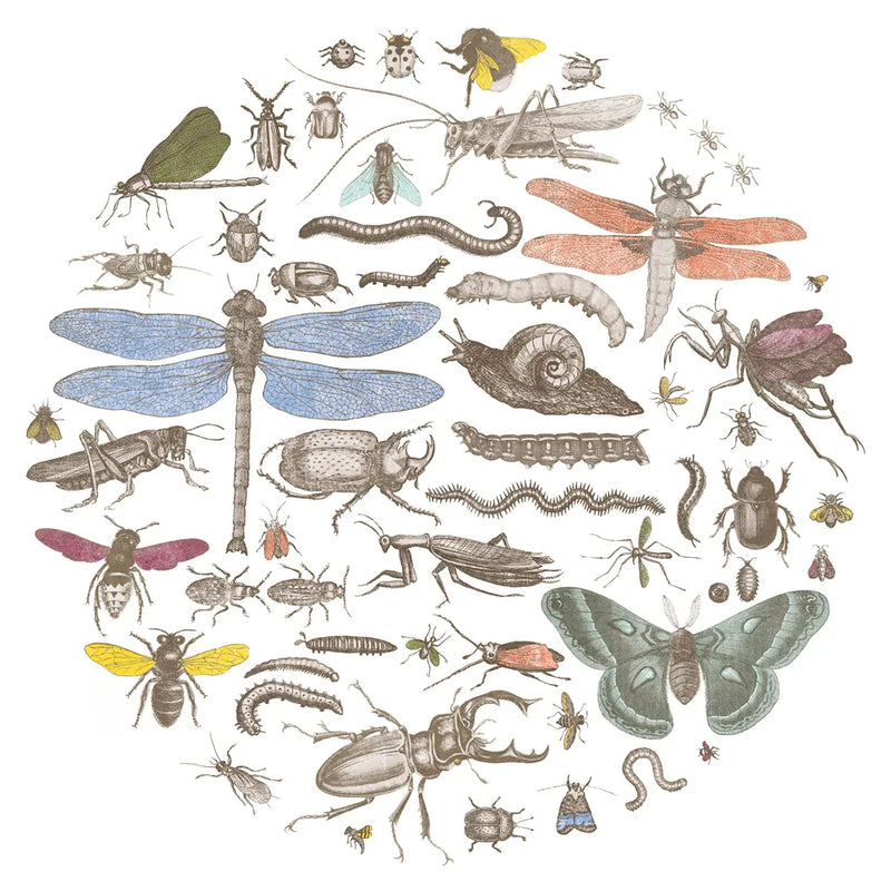 Insect Circle I Bright by Wild Apple Portfolio. SKU 42866a. Archival Giclee Fine art print for wall decor.