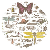 Insect Circle II Bright by Wild Apple Portfolio. SKU 42867a. Archival Giclee Fine art print for wall decor.