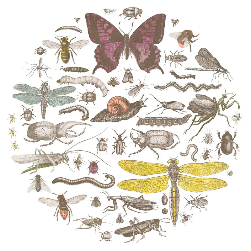 Insect Circle II Bright by Wild Apple Portfolio. SKU 42867a. Archival Giclee Fine art print for wall decor.