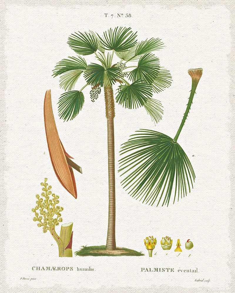 Island Botanicals I by Wild Apple Portfolio