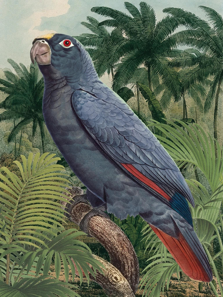 Jungle Parrot II Blue by Wild Apple Portfolio