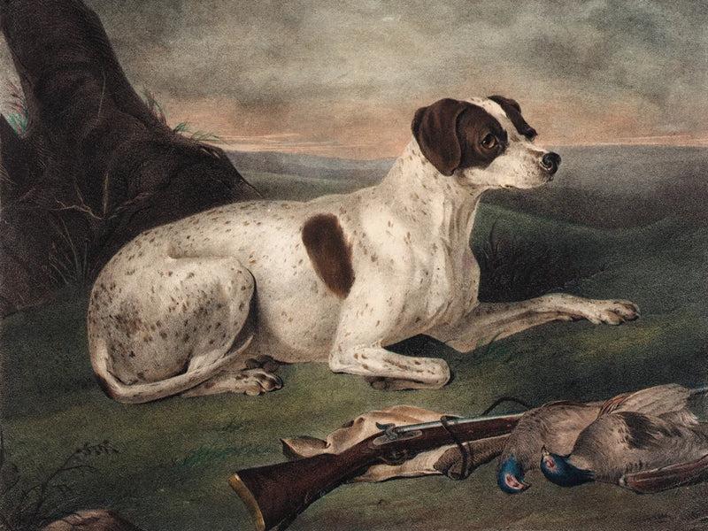 Juno The Hunting Dog by Wild Apple Portfolio
