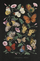 Le Jardin des Plantes Black by Wild Apple Portfolio. SKU 88629h. Archival Giclee Fine art print for wall decor.