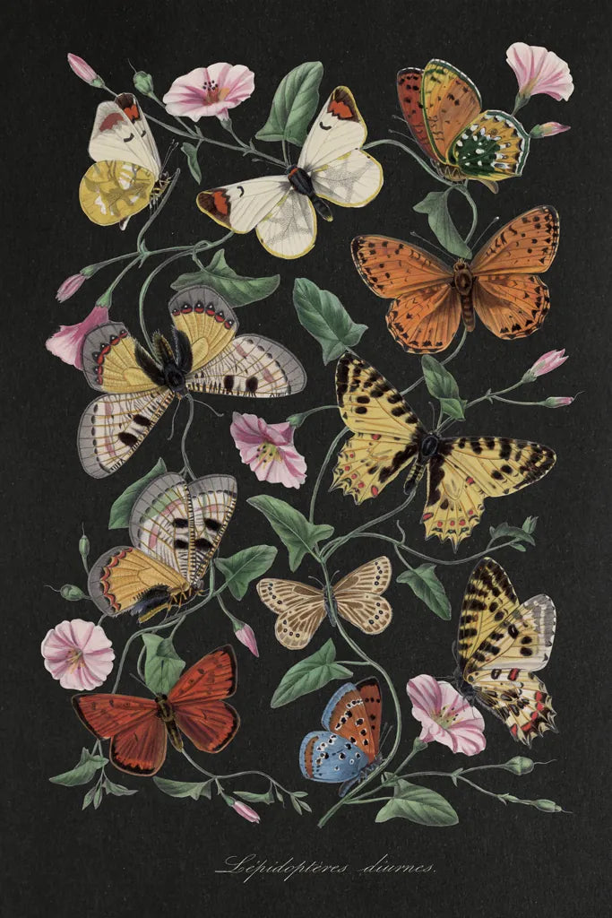 Le Jardin des Plantes Black by Wild Apple Portfolio. SKU 88629h. Archival Giclee Fine art print for wall decor.