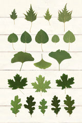 Leaf Chart I Shiplap by Wild Apple Portfolio. SKU 46604h. Archival Giclee Fine art print for wall decor.