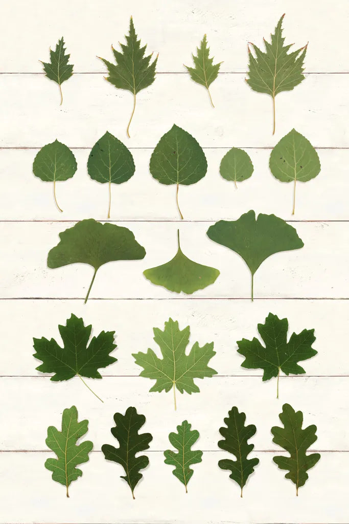 Leaf Chart I Shiplap by Wild Apple Portfolio. SKU 46604h. Archival Giclee Fine art print for wall decor.