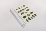 Leaf Chart I Shiplap by Wild Apple Portfolio. shown as a rolled paper print. Available as archival giclee rolled canvas, fine art paper, or poster print. SKU 46604h.