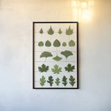 Leaf Chart I Shiplap by Wild Apple Portfolio. shown as a paper print in a black flame. Available as a archival giclee rolled canvas, fine art paper, or poster print. SKU 46604h.