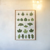 Leaf Chart I Shiplap by Wild Apple Portfolio. shown as a paper print in a natural frame. Available as a archival giclee rolled canvas, fine art paper, or poster print. SKU 46604h.