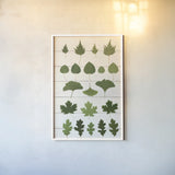 Leaf Chart I Shiplap by Wild Apple Portfolio. shown as a paper print in a white frame. Available as a archival giclee rolled canvas, fine art paper, or poster print. SKU 46604h.
