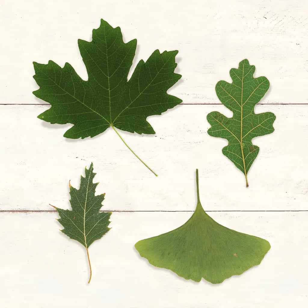 Leaf Chart II Shiplap by Wild Apple Portfolio. SKU 46605a. Archival Giclee Fine art print for wall decor.