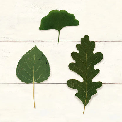 Leaf Chart III Shiplap by Wild Apple Portfolio. SKU 46606a. Archival Giclee Fine art print for wall decor.