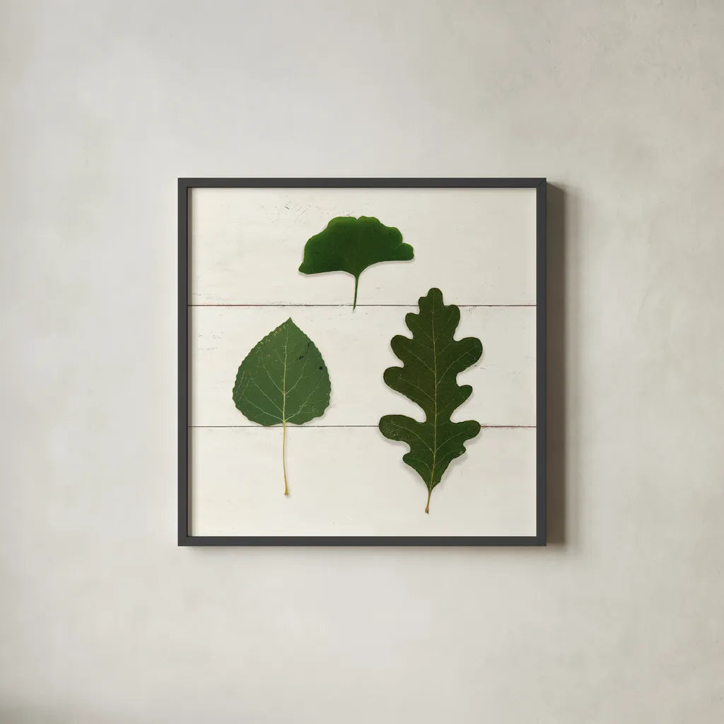 Leaf Chart III Shiplap by Wild Apple Portfolio. Shown in a sleek black glass frame for a contemporary gallery look. Available as an archival giclee rolled canvas, fine art paper, or poster print. SKU 46606a.