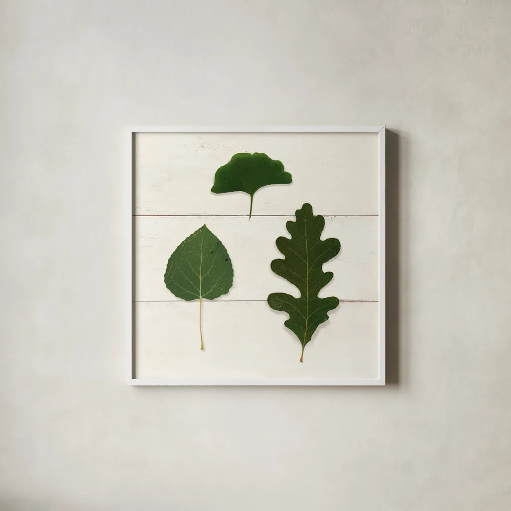 Leaf Chart III Shiplap by Wild Apple Portfolio. Shown in a crisp white glass frame for a clean and minimalist style. Available as an archival giclee rolled canvas, fine art paper, or poster print. SKU 46606a.