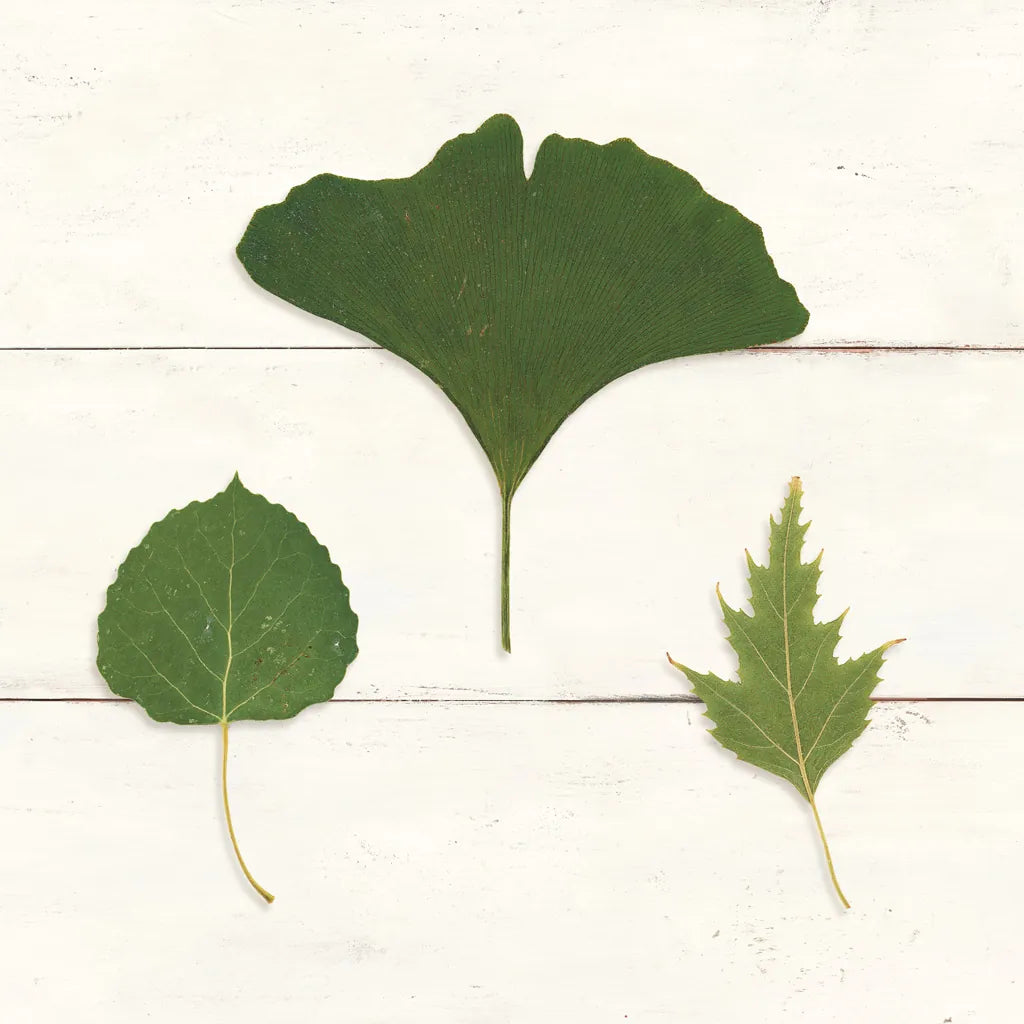 Leaf Chart IV Shiplap by Wild Apple Portfolio. SKU 46607a. Archival Giclee Fine art print for wall decor.