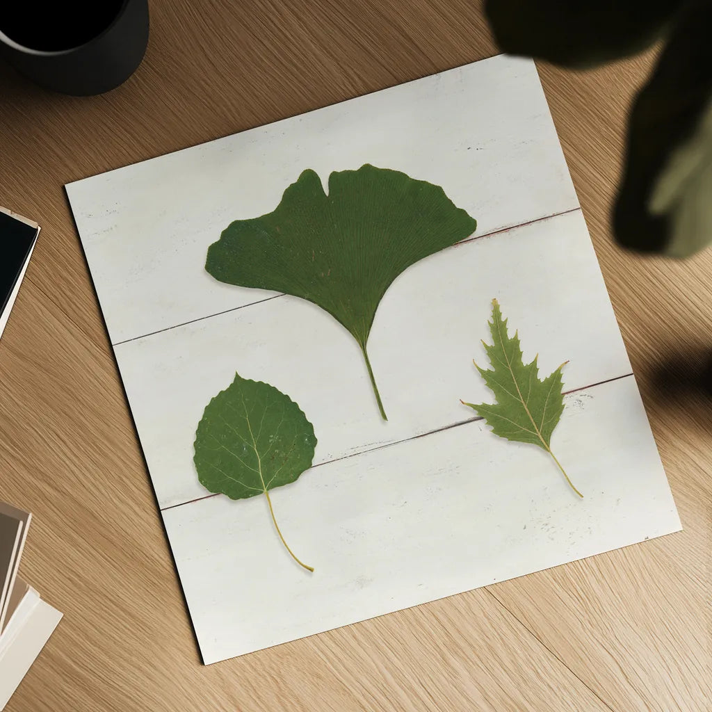 Leaf Chart IV Shiplap by Wild Apple Portfolio. Shown as a detailed flat fine art print, highlighting archival giclee quality. Available as an archival giclee rolled canvas, fine art paper, or poster print. SKU 46607a.