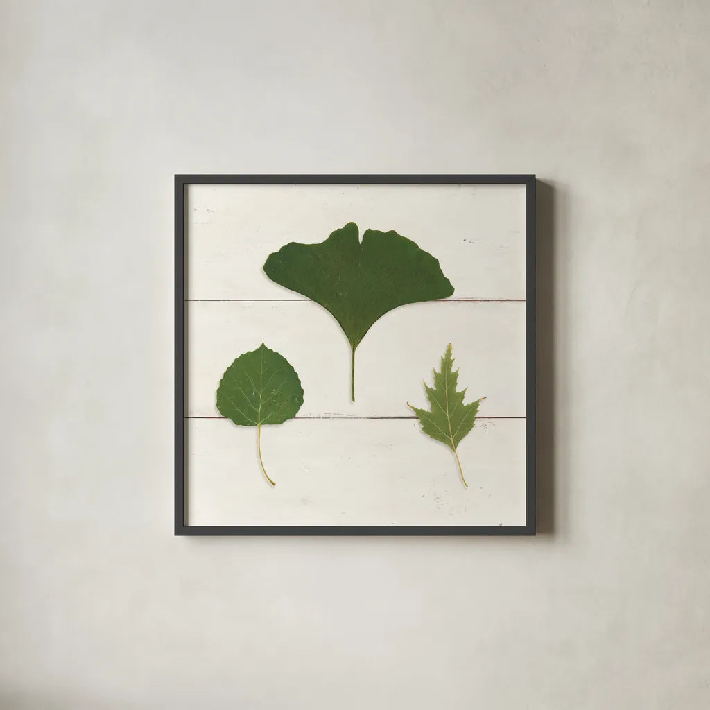 Leaf Chart IV Shiplap by Wild Apple Portfolio. Shown in a sleek black glass frame for a contemporary gallery look. Available as an archival giclee rolled canvas, fine art paper, or poster print. SKU 46607a.