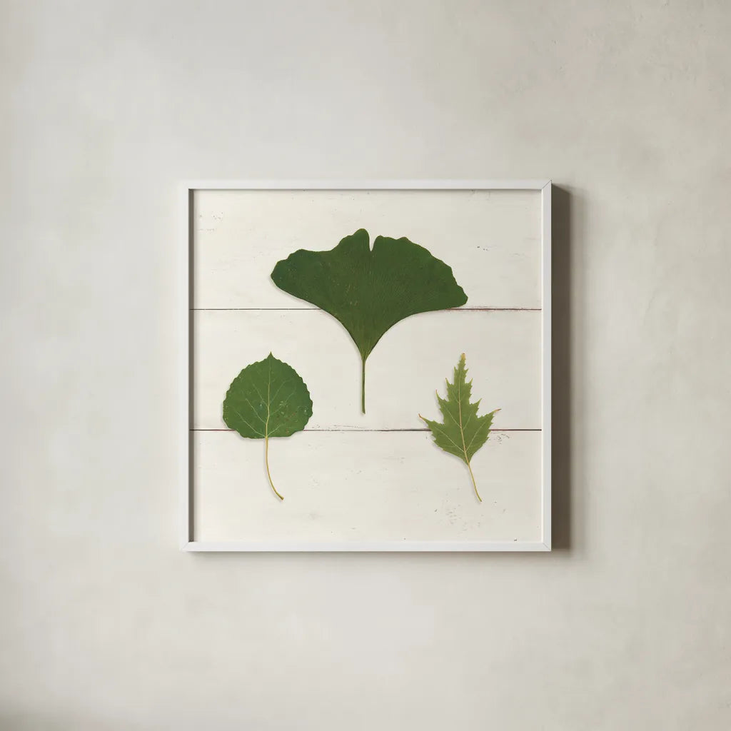 Leaf Chart IV Shiplap by Wild Apple Portfolio. Shown in a crisp white glass frame for a clean and minimalist style. Available as an archival giclee rolled canvas, fine art paper, or poster print. SKU 46607a.