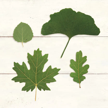 Leaf Chart V Shiplap by Wild Apple Portfolio. SKU 46608a. Archival Giclee Fine art print for wall decor.